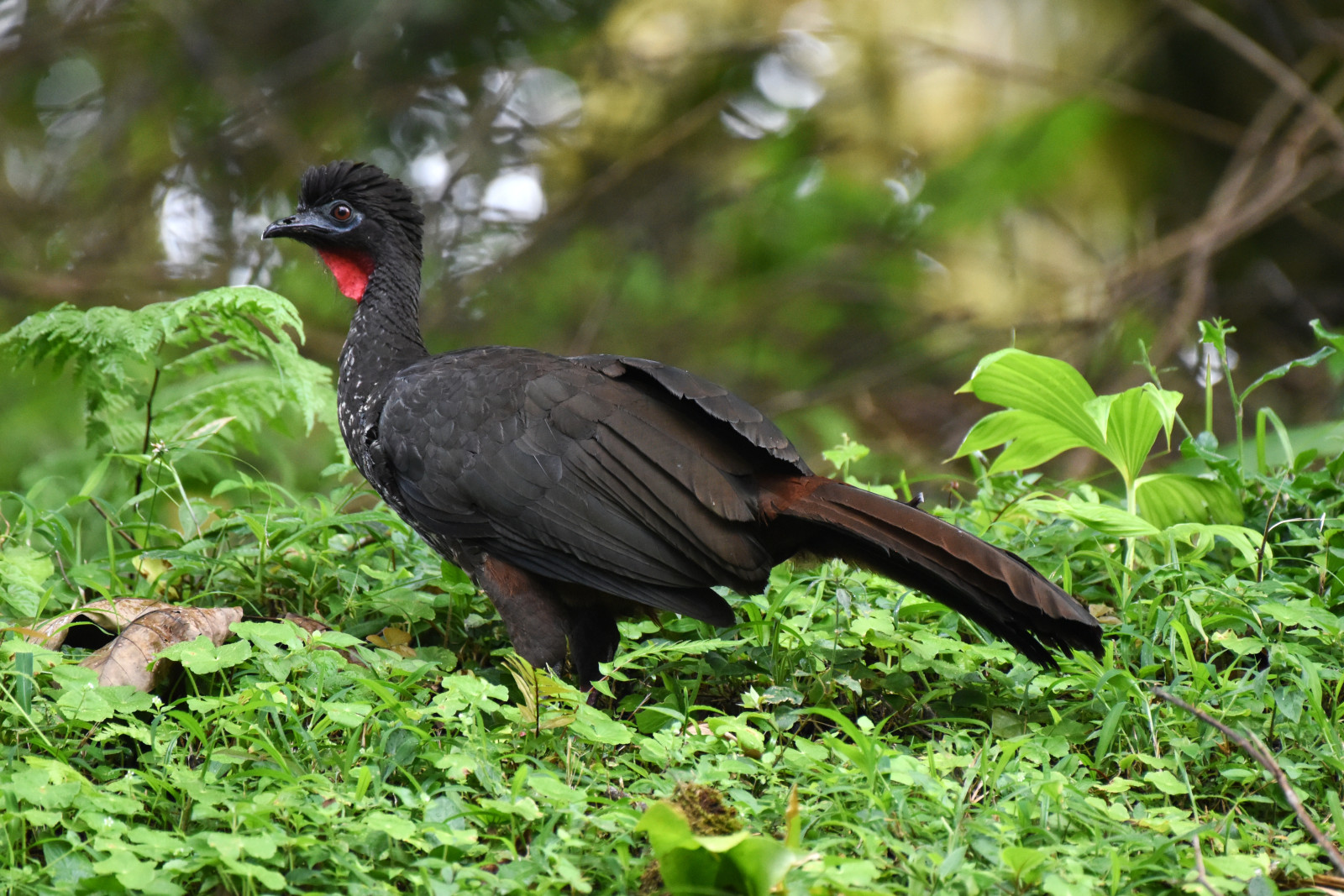 image Crested Guan